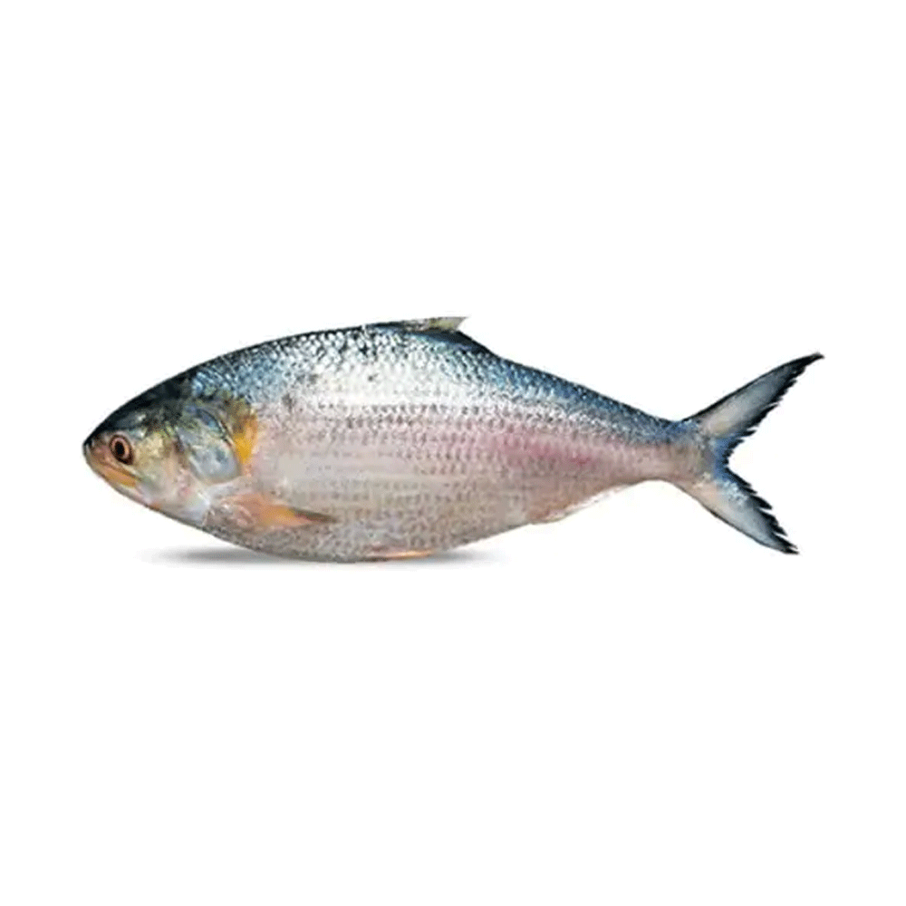 ইলিশ মাছ ১ কেজি ১ টা