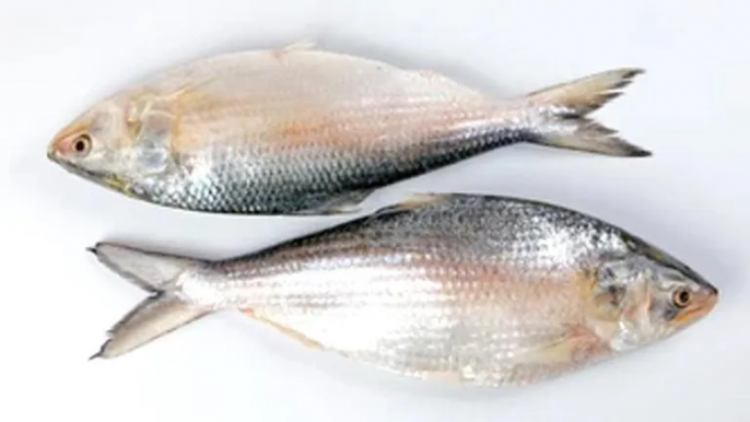 ইলিশ মাছ (৫০০ গ্রাম) ২ টা